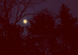 DarkForest