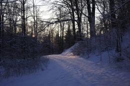 Fuglsang forest winter