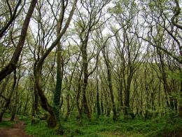 Green forest