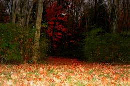 Hall of leaves 