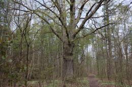 Large tree in the forest