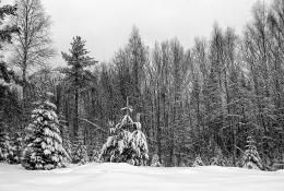 WinterForest