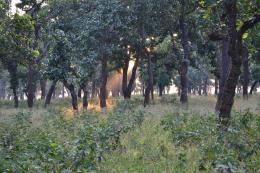 morning light into jungle