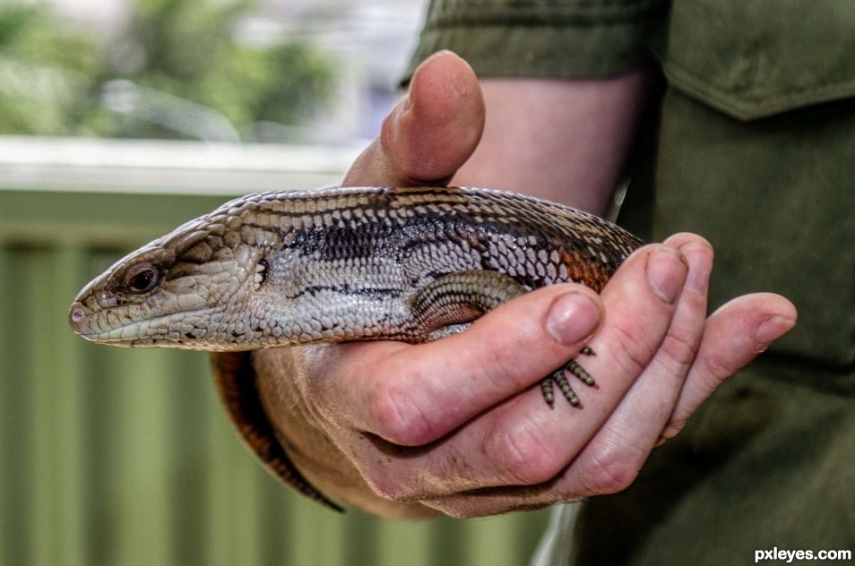 Blue tongue lizard