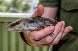 Blue tongue lizard