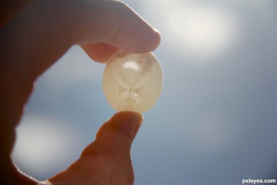 Sand Dollar