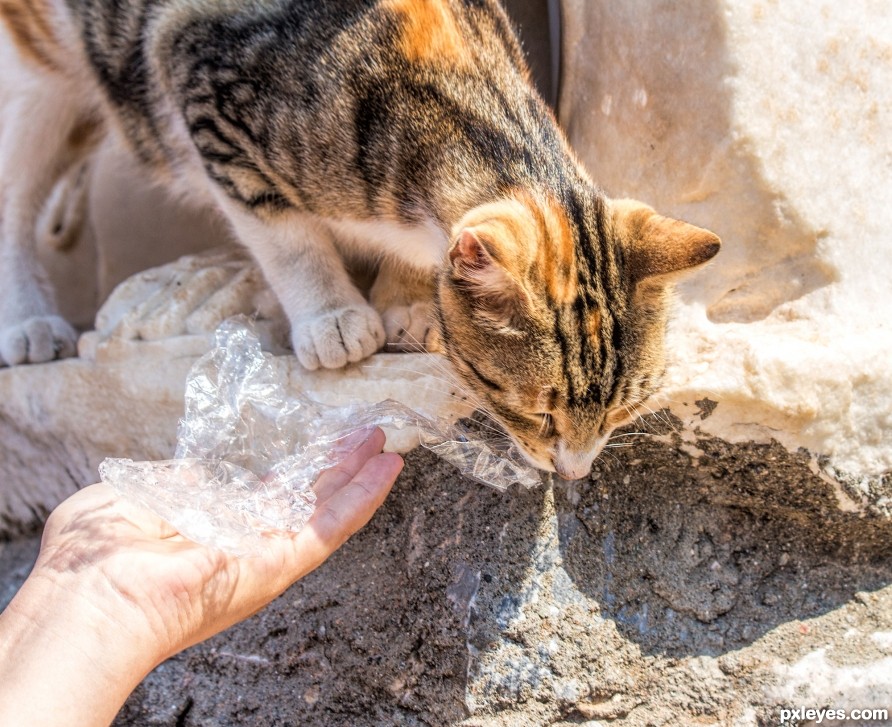 Temple cat