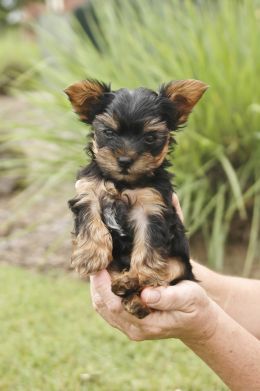 Pocket pup