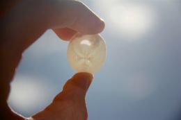 Sand Dollar