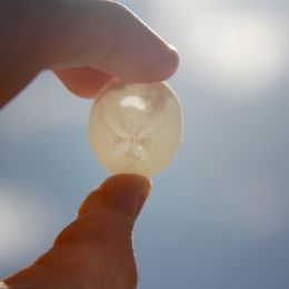 Sand Dollar Picture