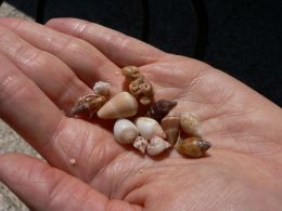 Small snail shells