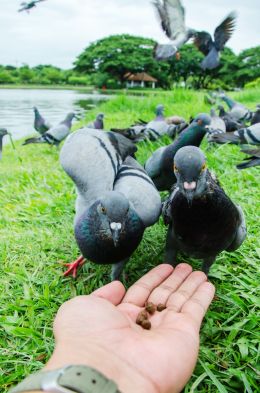 In hand bird feeder