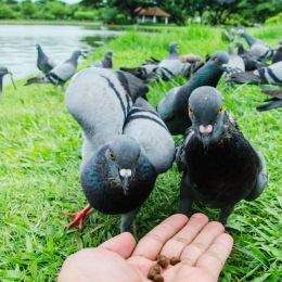 Inhandbirdfeeder