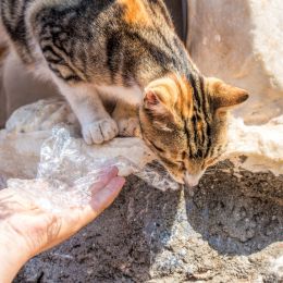 Templecat