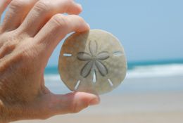 Sand dollar