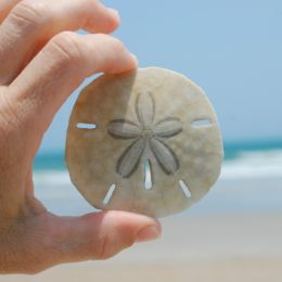 Sanddollar