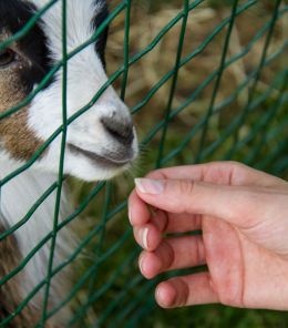 Feeding