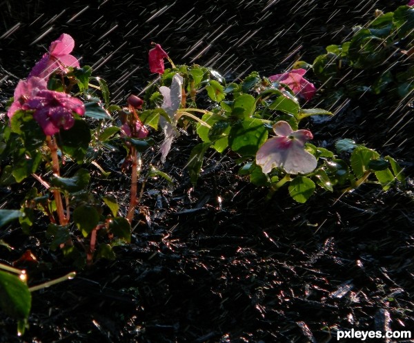 Summer Shower