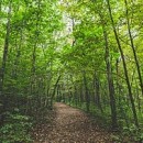 in the woods photography contest