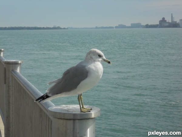 The Detroit River