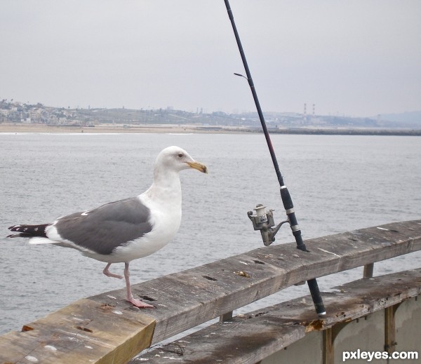 perched