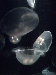 Jelly Fish