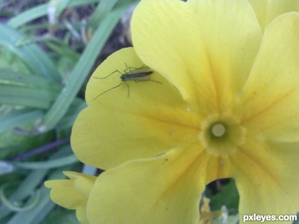 flower bug