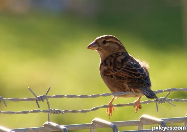 Sitting On the Fence