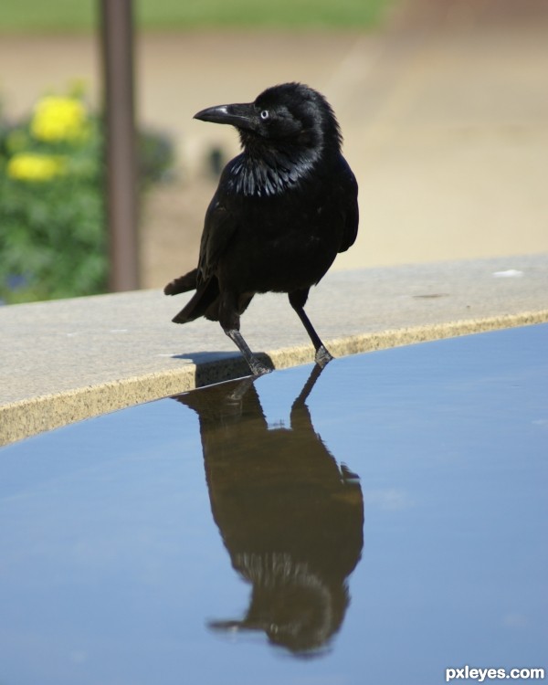 Crow