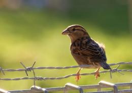 SittingOntheFence