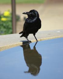 Crow