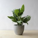 indoor plants photography contest