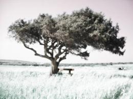 infrared tree