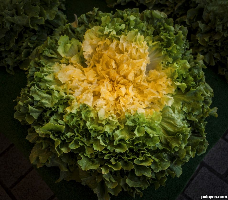 FrisÃ©e lettuce