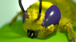 The Bee