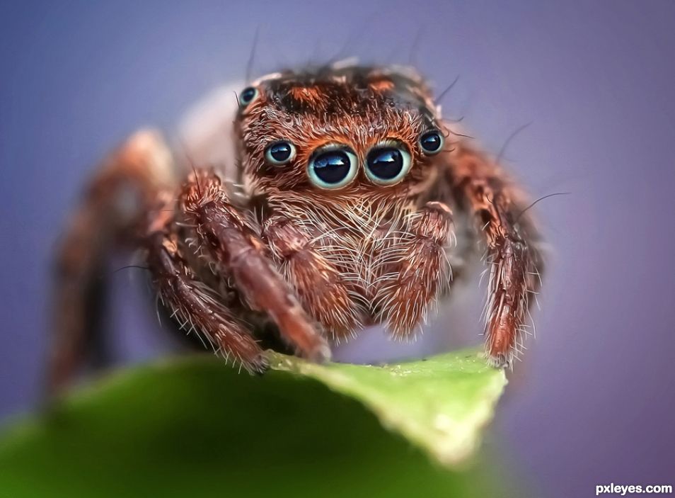 Human Eye Spider
