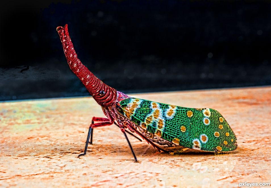 Elephant Weevil