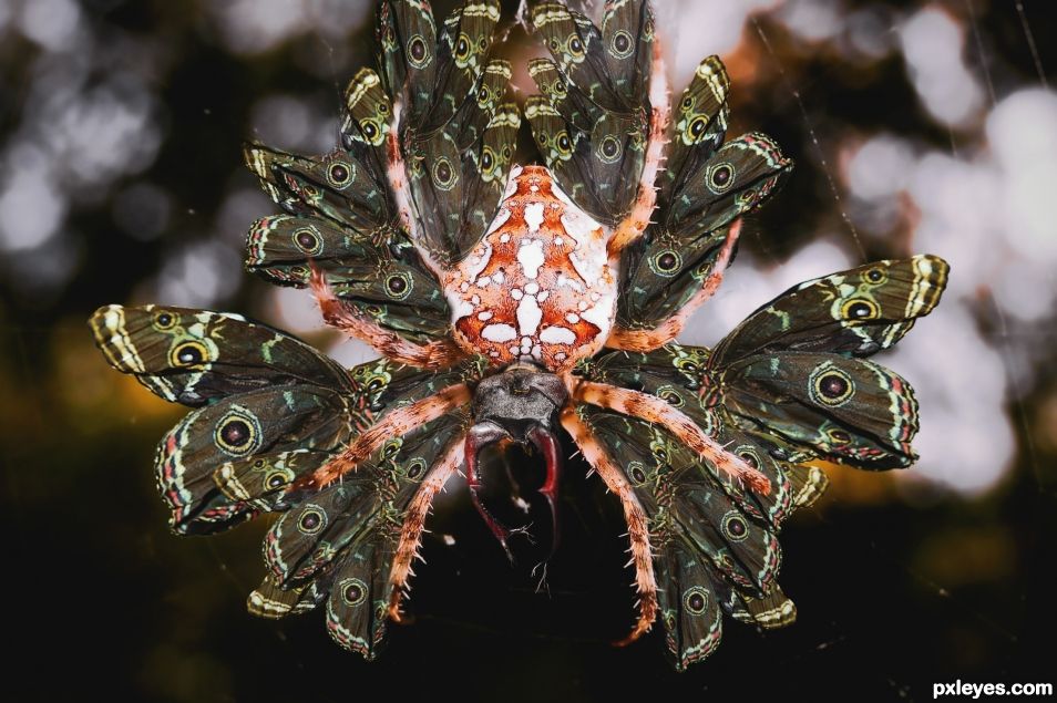 Betlspider Fly