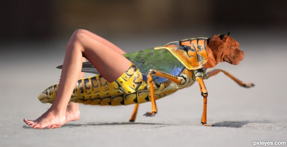 Creation of Chimera Bug: Step 4