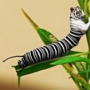 insect mutations 2018 photography contest