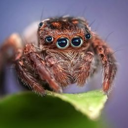 HumanEyeSpider