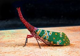 Elephant Weevil