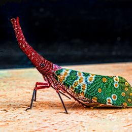 ElephantWeevil