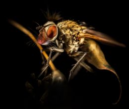 Musca amphimuria