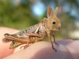 bunny crawly