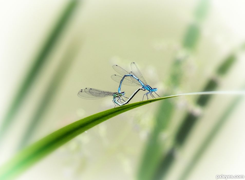 Dragonflies