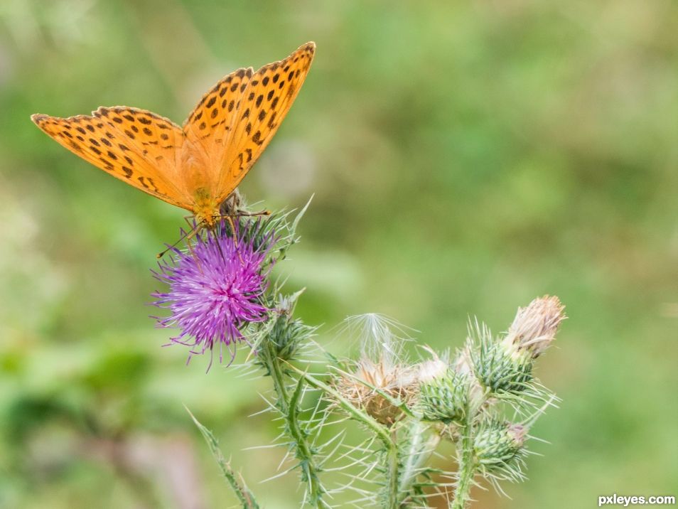 Copper butterfly