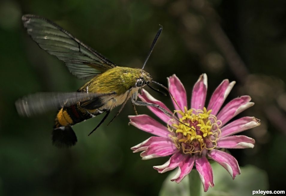 Humming Bird Moth