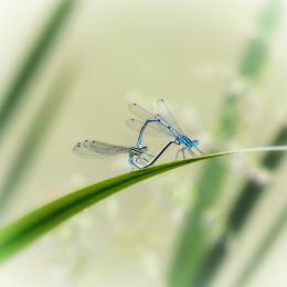 Dragonflies