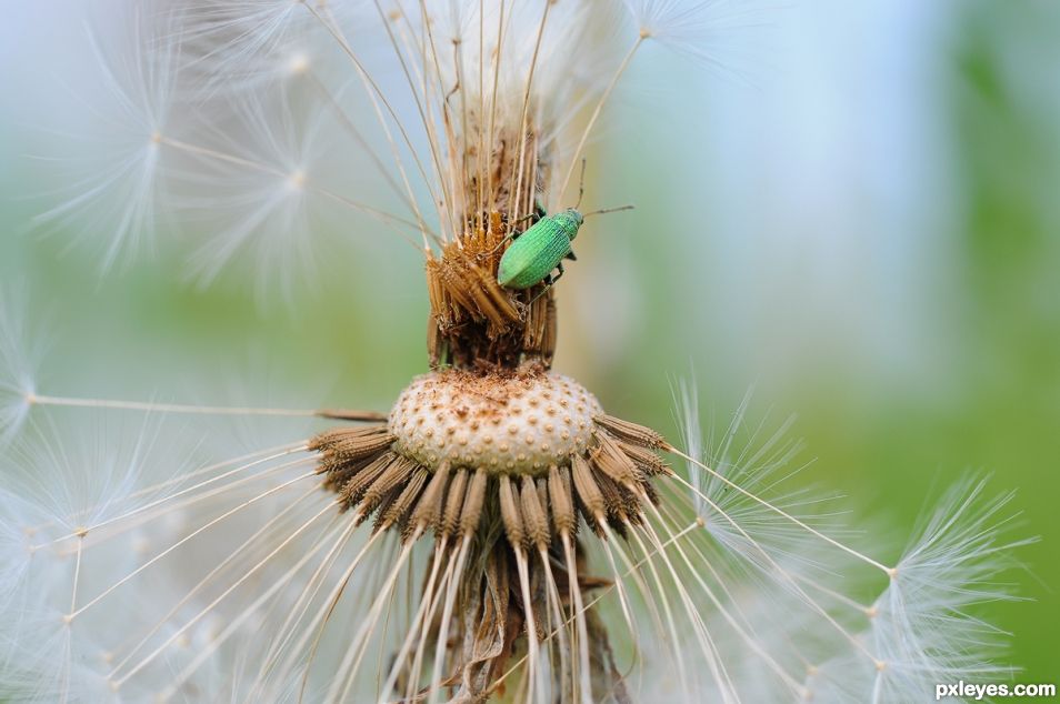 Little green bug